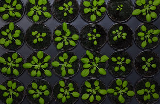 植物成像表型系统2